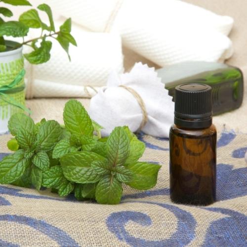 Peppermint Essential Oil, Purity: 100%, 15 ml at Rs 1500/bottle in  Ghaziabad